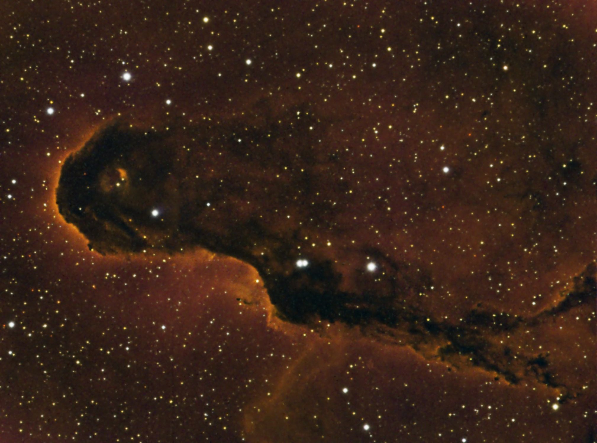 ...faint nebula complex, IC1396, located in southern Cepheus. 