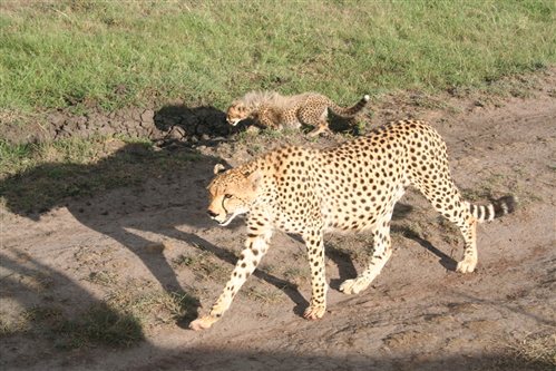 Cheetahs in Kenya